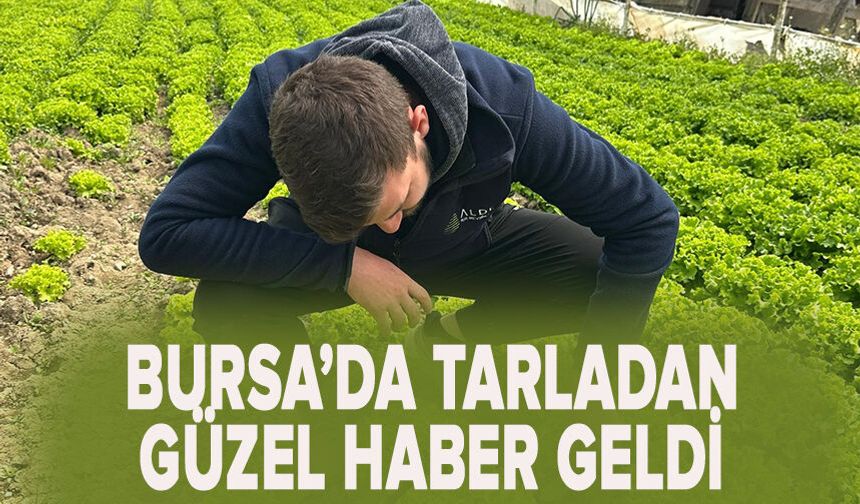Bu sefer tarladan güzel haber geldi...35 liraya tarladan satılan marul yüzleri güldürdü