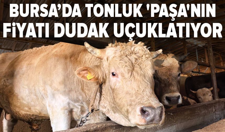 Bursa'da tonluk 'Paşa' 500 bin lira