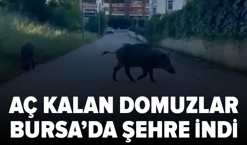 Bursa’da aç kalan domuzlar yerleşim yerine indi