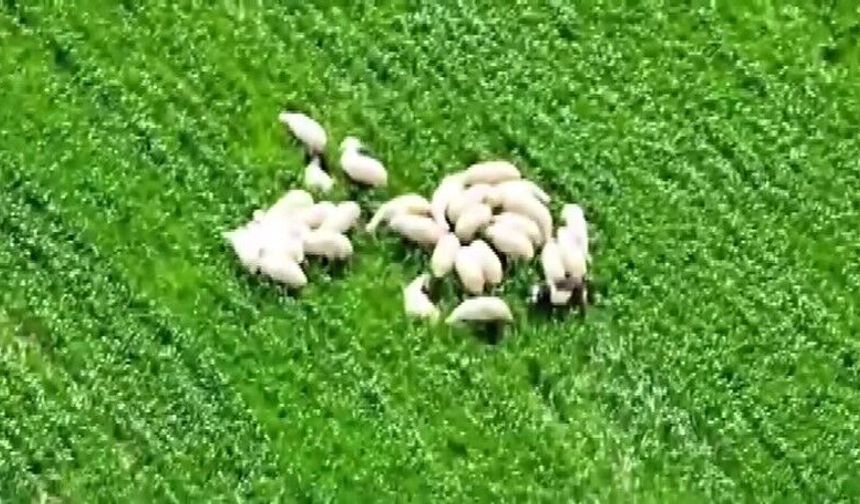 Kaybolan koyun sürüsü tarlanın ortasında dronla bulundu