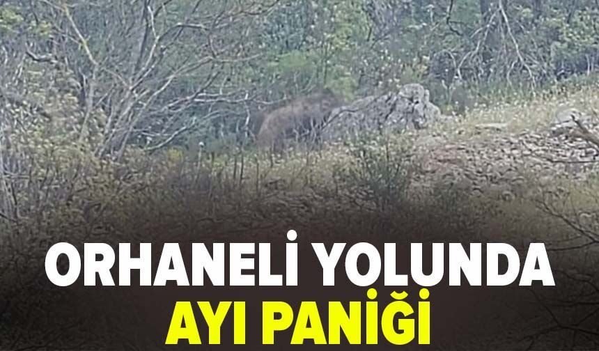 Orhaneli yolunda ayı paniği