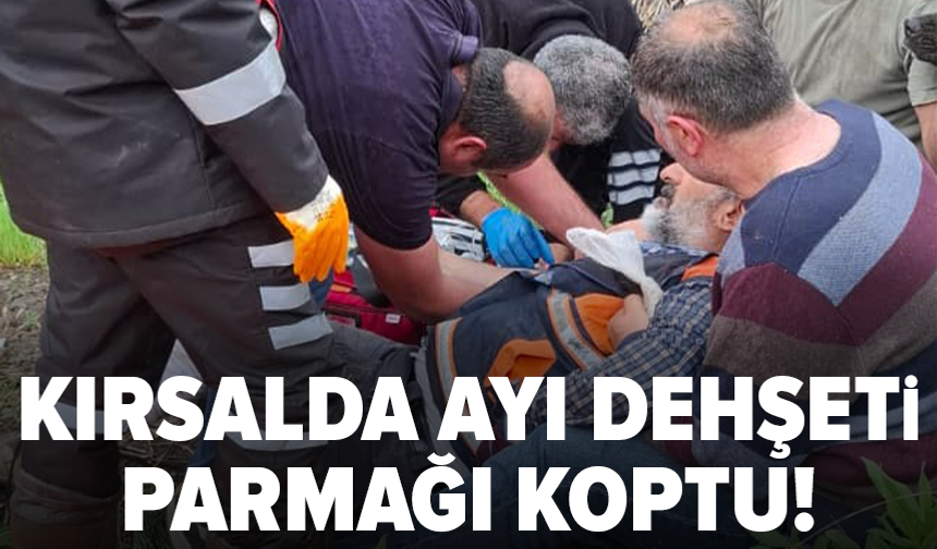 Mantar toplamaya gitti: Ayıyla boğuştu