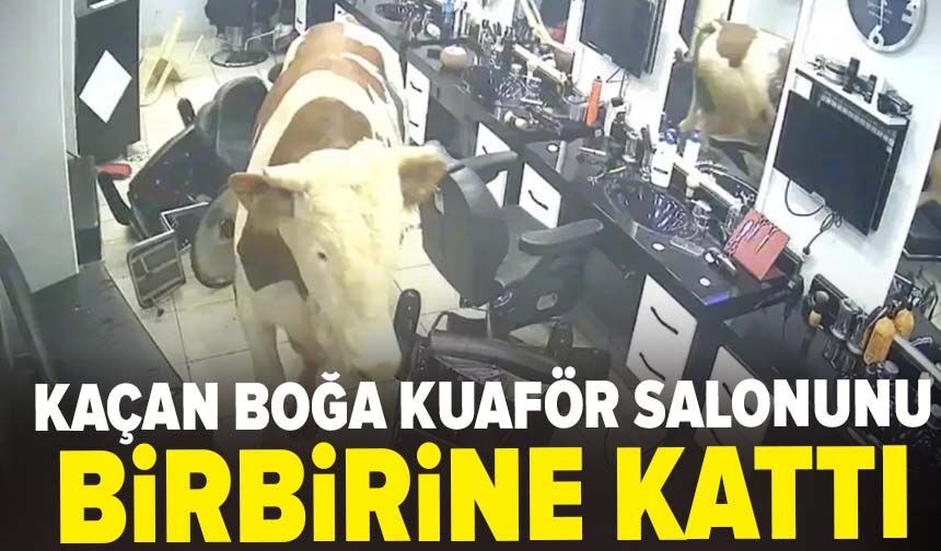 Kaçan boğa kuaför salonunu birbirine kattı
