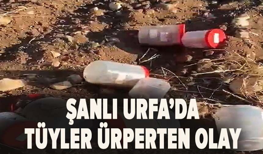 Şanlıurfa'da mezarlıkta varil içinde cenin cesetleri bulundu