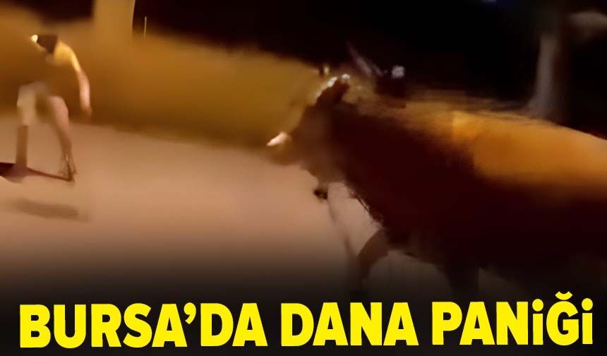 Bursa'da dana paniği