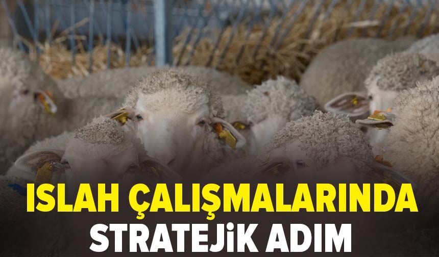 Küçükbaşta verim suni tohumlamayla artacak