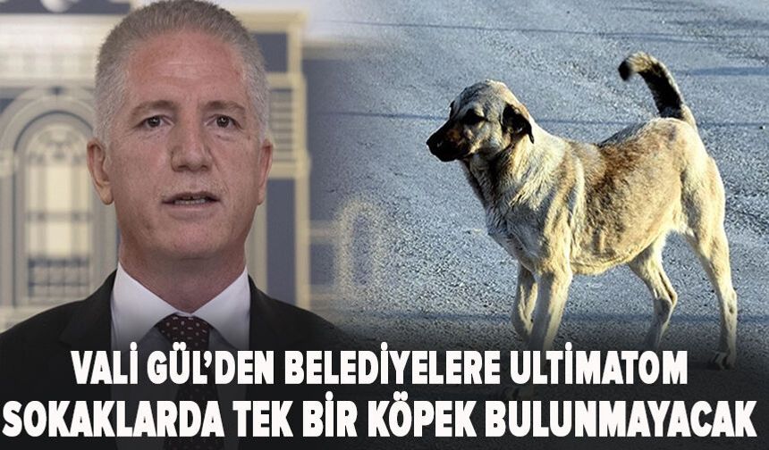 Vali Gül’den belediyelere ultimatom: Sokaklarda tek bir köpek bulunmayacak