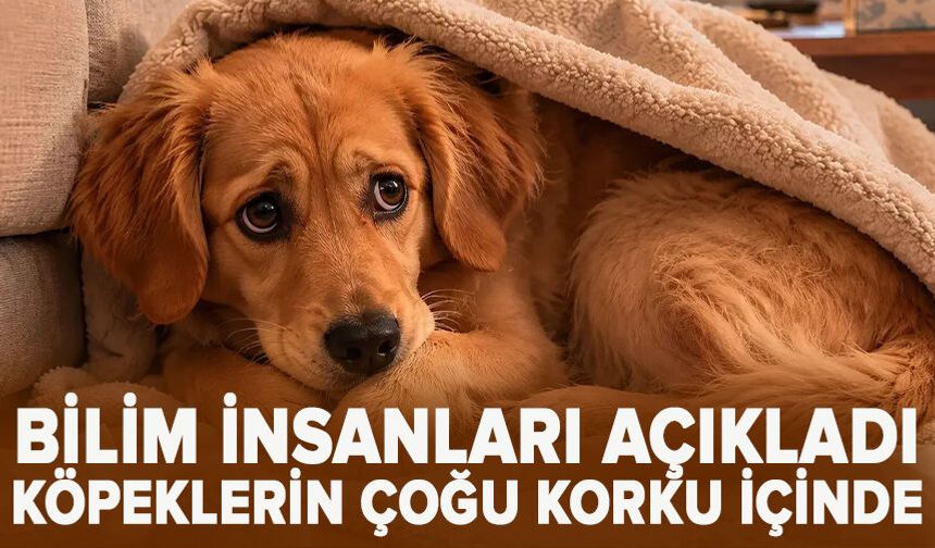 Bilim insanları açıkladı köpeklerin çoğu korku içinde
