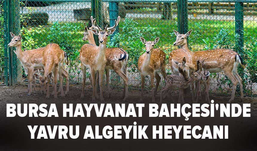 Bursa Hayvanat Bahçesi'nde Yavru Alageyik Heyecanı