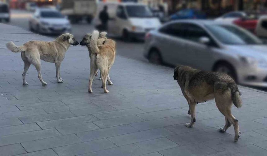 Sahipsiz köpeklerin tamamı yıl sonuna kadar barınaklara alınacak