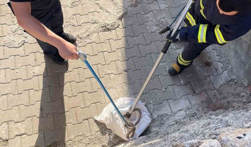 Siirt'te 1 buçuk metrelik yılan evin bahçesinden çıktı