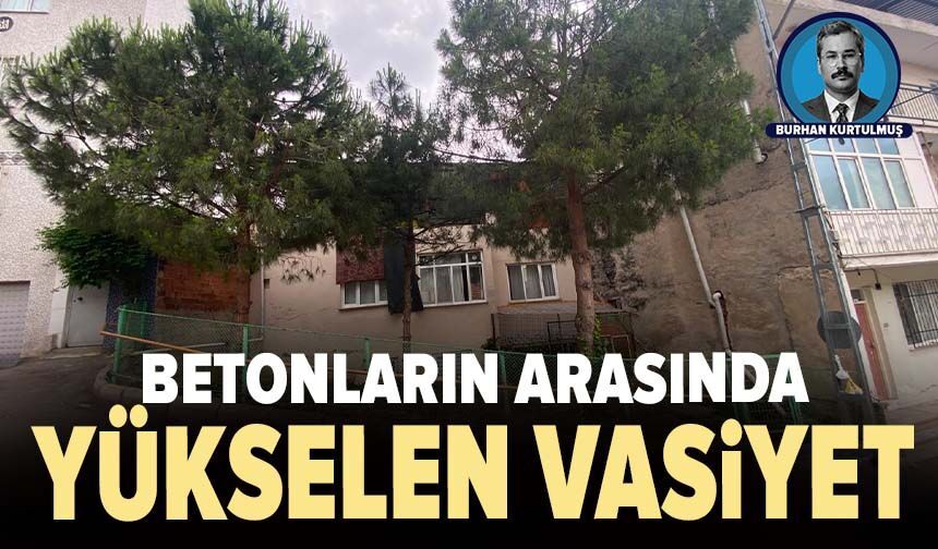 Betonların arasında yükselen vasiyet: Bursa’daki üç çamın duygulandıran hikâyesi