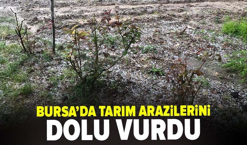 Bursa'da tarım arazilerini dolu vurdu