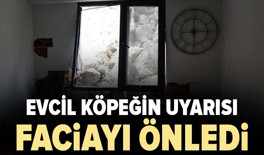 Evcil köpeğin uyarısı faciayı önledi!