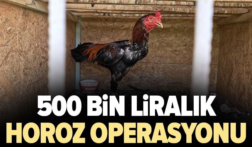 500 bin liralık horoz operasyonu
