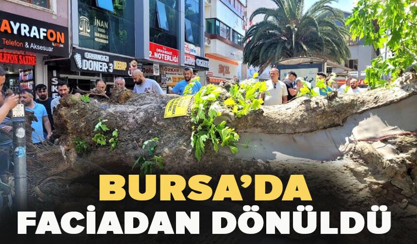 Bursa'da faciadan dönüldü...Asırlık çınar yola devrildi