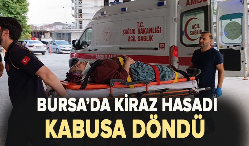 Kiraz toplamak için çıktığı ağaçtan düşerek yaralandı