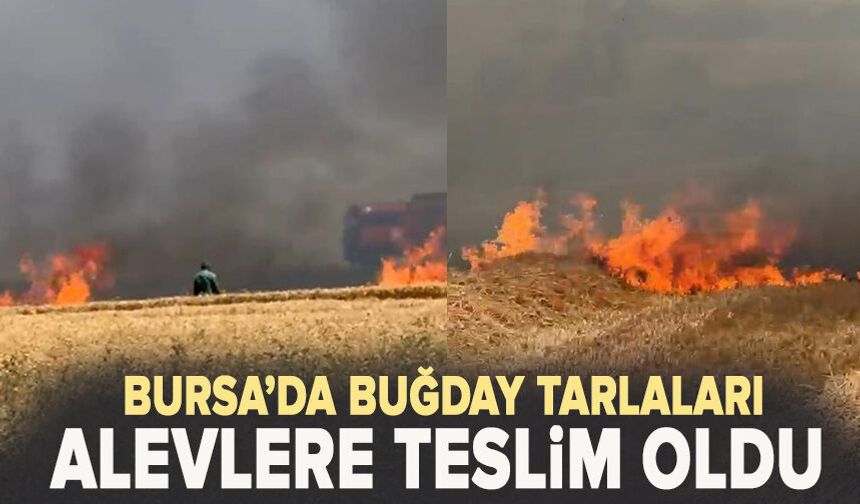 Buğday tarlaları alevlere teslim oldu