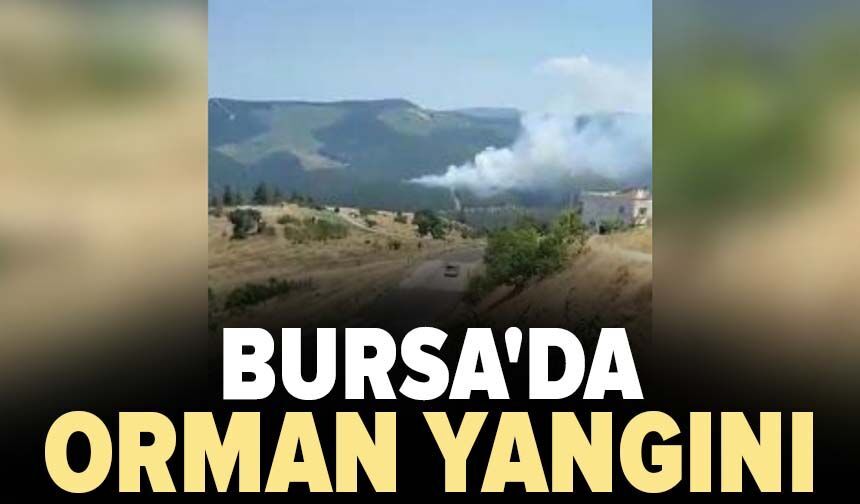 Bursa'da orman yangını