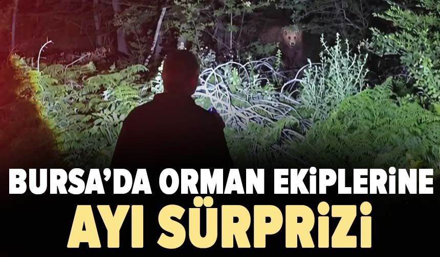 Bursa’da orman ekiplerine  ayı sürprizi