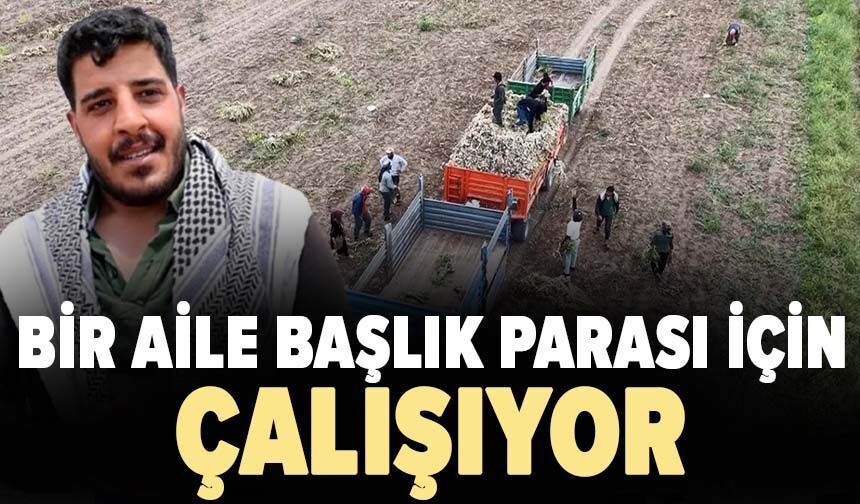 Bir aile başlık parası için çalışıyor