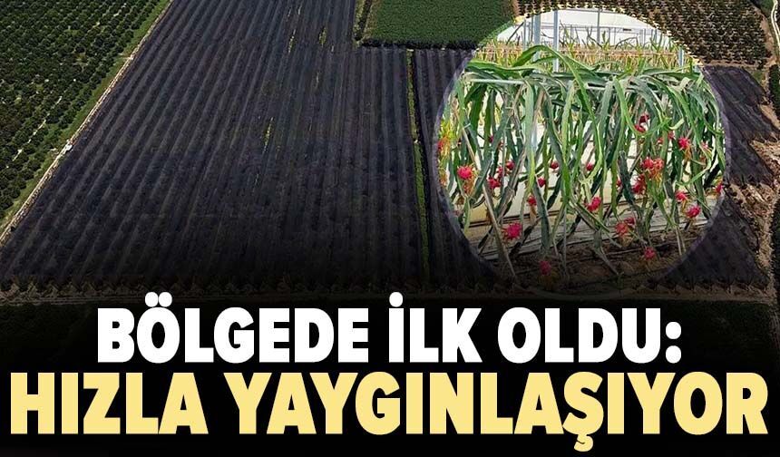 Bölgede ilk oldu: Hızla yaygınlaşıyor