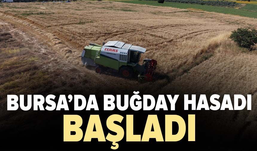 Bursa'da buğday hasadı başladı