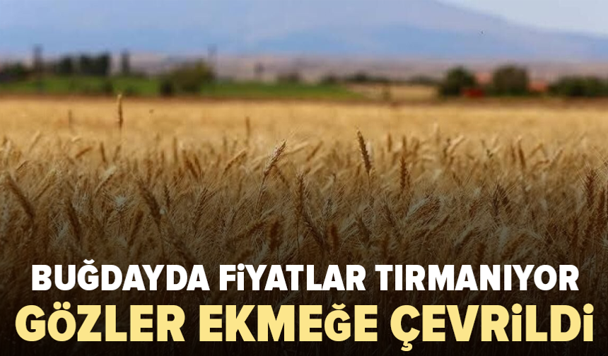 Buğday iki yılın zirvesinde: Ekmek fiyatları için yeni risk