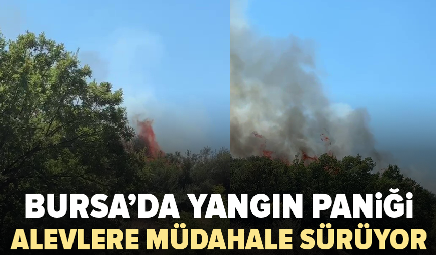Bursa’da ormanlık alanda yangın çıktı