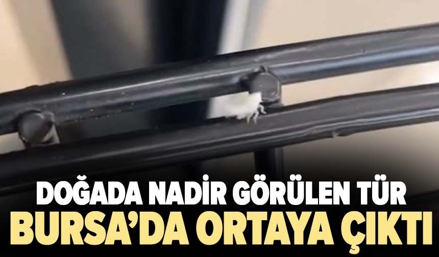 Doğada nadir görülen tür Bursa'da ortaya çıktı