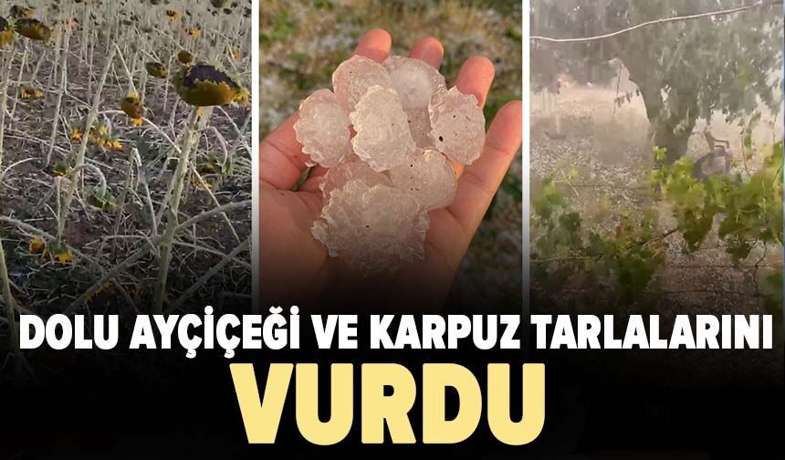 Tekirdağ'da dolu ayçiçeği ve karpuz tarlalarını vurdu