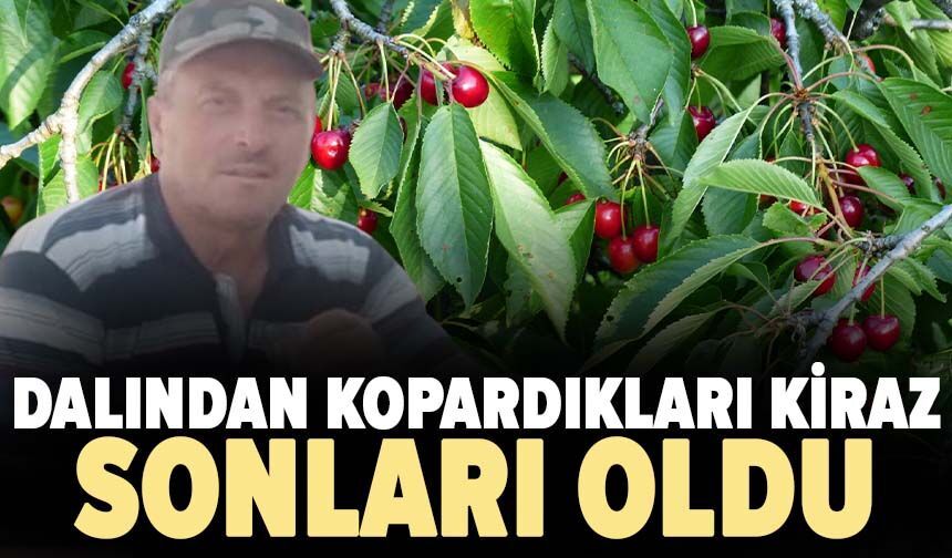 Dalından kopardıkları kiraz sonları oldu