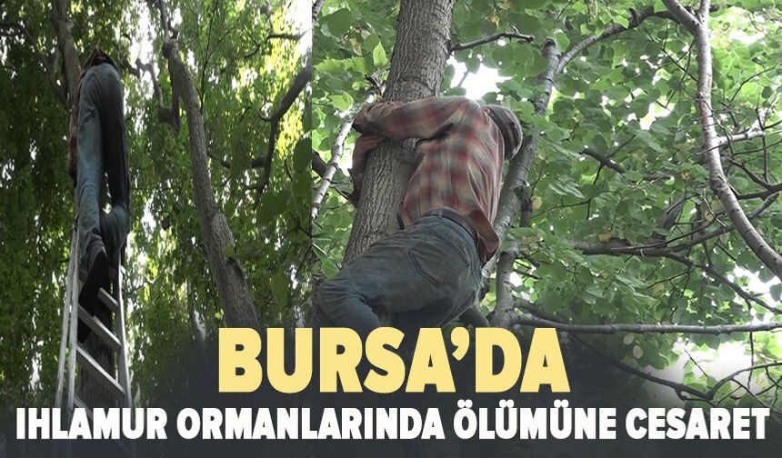 Kilosu ormanda 3 bin lirayı buluyor...Ihlamur ormanlarında ölümüne cesaret