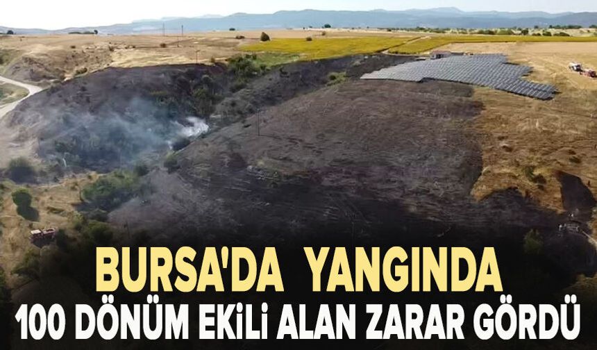 Bursa'daki yangında 100 dönüm ekili alan zarar gördü