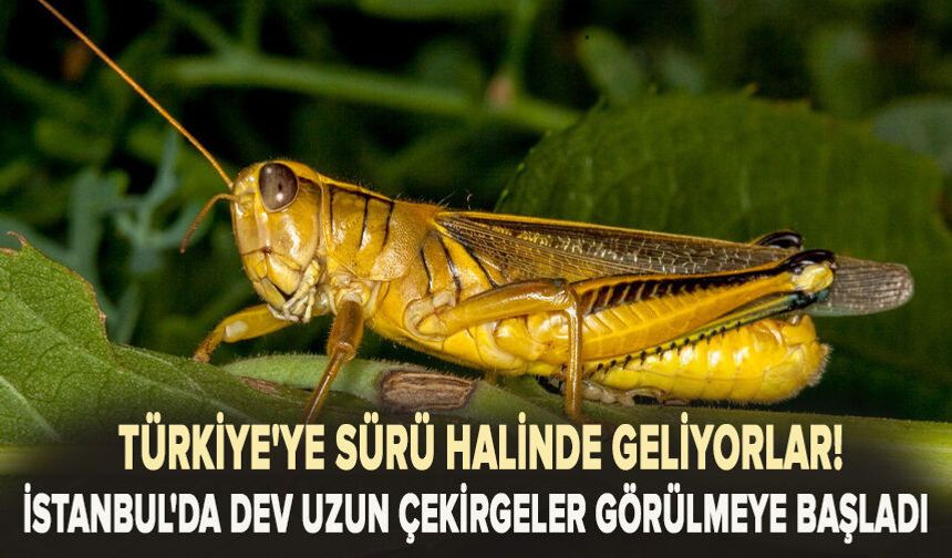 Türkiye'ye sürü halinde geliyorlar! İstanbul'dan sonra o ili de sardılar
