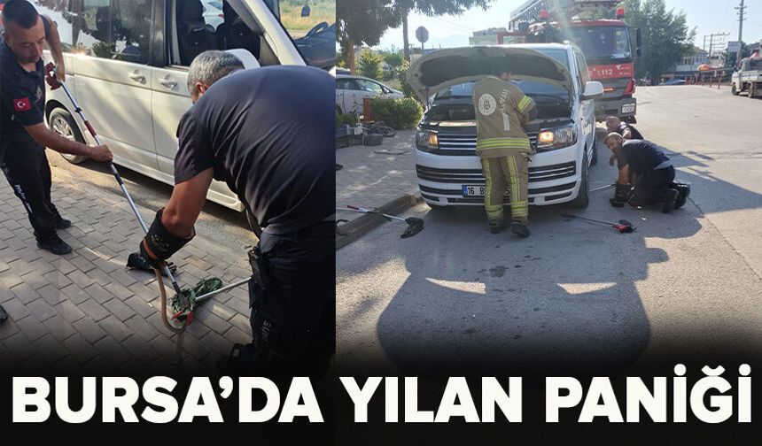 Bursa'da yılan paniği