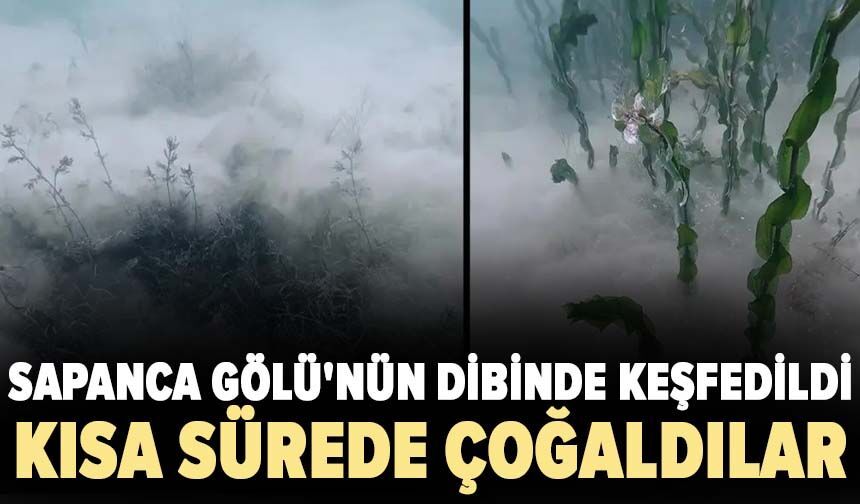 Sapanca Gölü'nün dibinde keşfedildi! Kısa sürede çoğaldılar