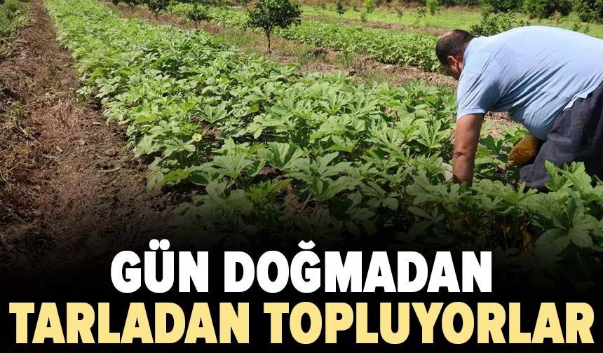 Gün doğmadan tarladan topluyorlar