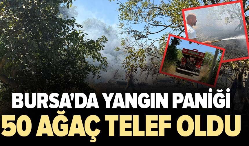 Bursa'da yangın paniği! 50 tane ağaç telef oldu