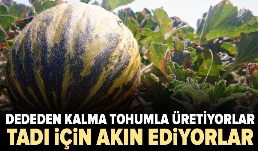 Dededen kalma tohumla üretiyorlar: Tadı için akın ediyorlar