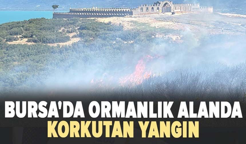 Bursa'da ormanlık alanda yangın çıktı