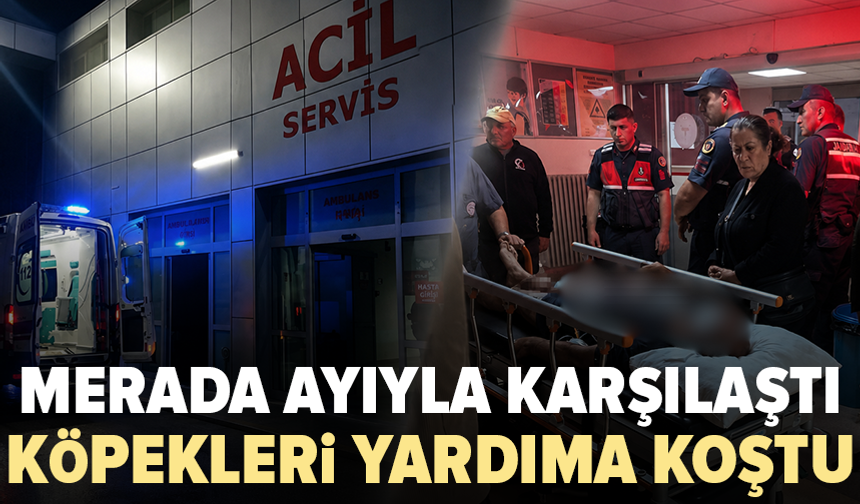 Ayı saldırısına uğrayan çobanı köpekleri kurtardı