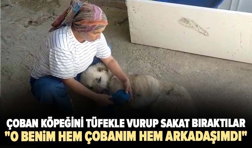 Çoban köpeğini tüfekle vurup sakat bıraktılar
