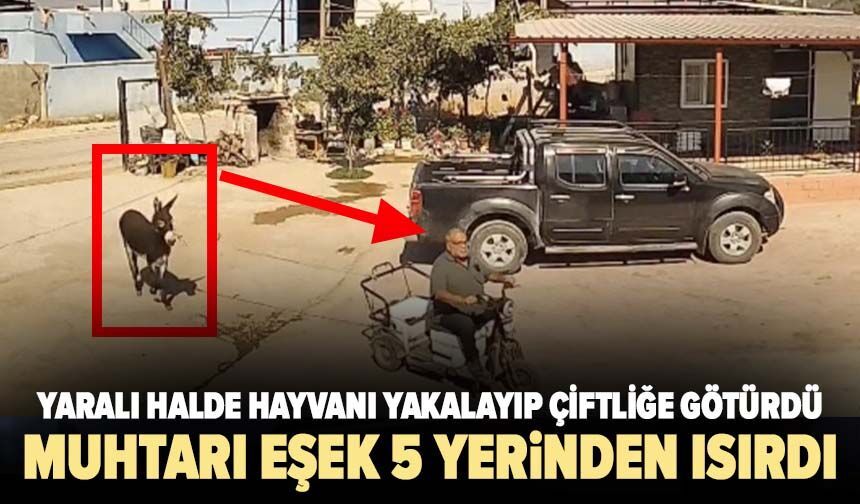 Muhtarı eşek 5 yerinden ısırdı! Yaralı halde hayvanı yakalayıp çiftliğe götürdü