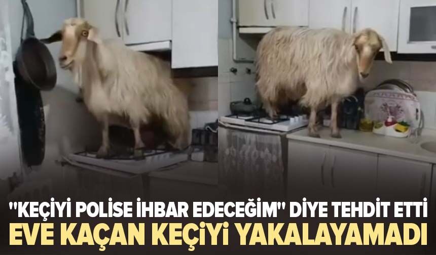 Eve kaçan keçiyi yakalayamadı..."Keçiyi polise ihbar edeceğim" diye tehdit etti