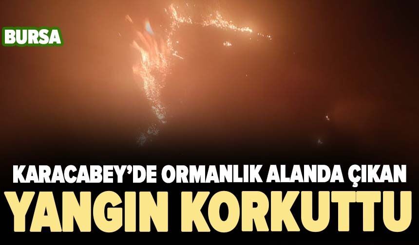 Karacabey'de ormanlık alanda yangın paniği