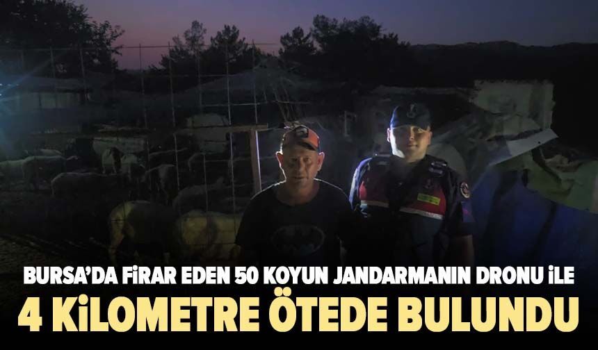Bursa'da firar eden 50 koyun jandarmanın dronu ile bulundu