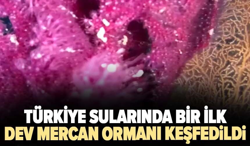 Türkiye sularında bir ilk! Dev mercan ormanı keşfedildi