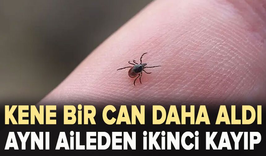 Kene bir can daha aldı