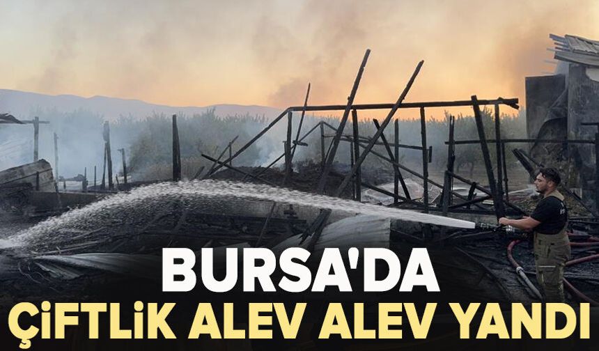 Bursa'da çiftlik alev alev yandı: Olay yeri dron ile görüntülendi